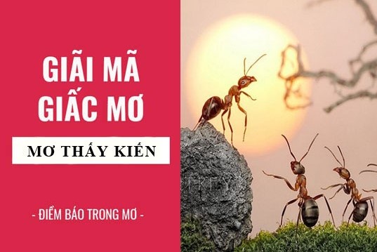 Giải mã chi tiết Mơ Thấy Kiến win55 đánh con gì tại nhà cái win55